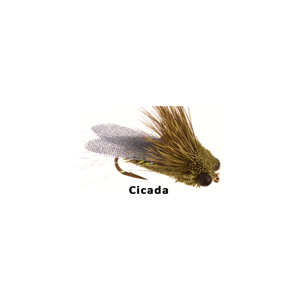 Cicada size 8 Dry Fly