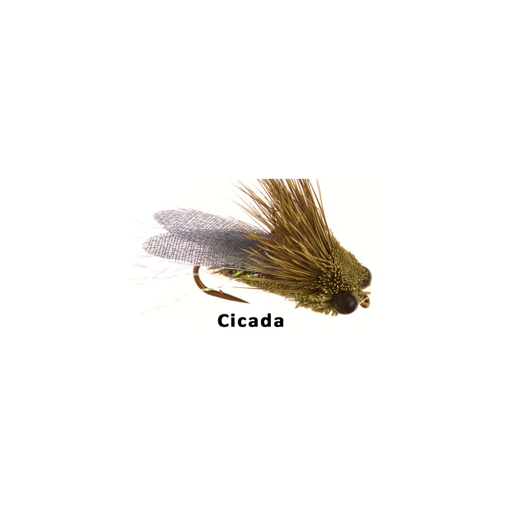 Cicada size 8 Dry Fly