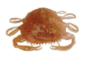gulp peeler crab amber glow