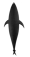 MUDFLAP WITH TAIL RIVET 13" - SQUIDNATION